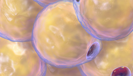 Identifican los mecanismos por los que la enzima lipasa hepática produce obesidad