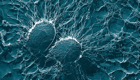 Científicos revelan estructuras ocultas en el ADN bacteriano