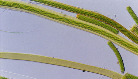 Descubierto un nuevo mecanismo biológico de transferencia de electrones