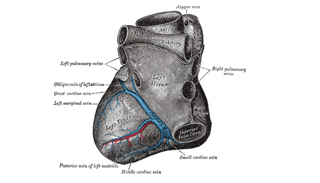 Descubren por qué el corazón podría estar situado a la izquierda