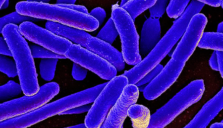 Más cerca de acabar con las infecciones intestinales causadas por E.coli