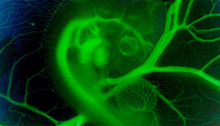 Descubren que las células de embriones se comunican químicamente