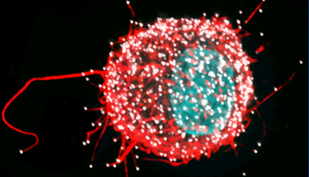 Descifran cómo se producen las células dendríticas en el timo humano.