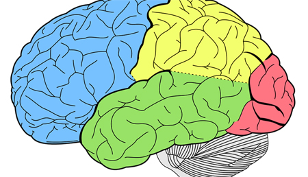 Identificados nuevos genes asociados al volumen del cerebro humano