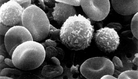 Investigadores españoles aportan una nueva clave sobre el mecanismo de reprogramación celular