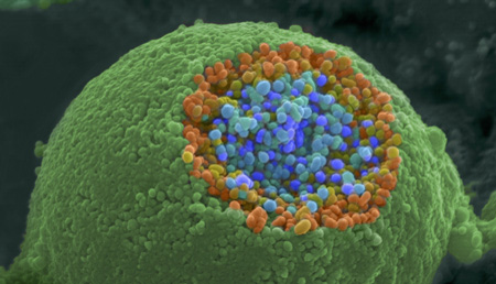 Miden las sinapsis que conectan el cerebro con los sentidos