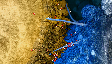 Nueva estrategia contra el VIH